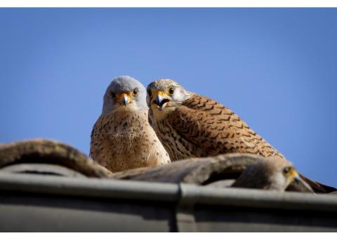Faucons Crécerelles